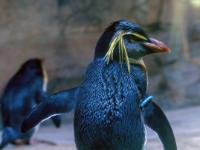 Nördlicher Felsenpinguin